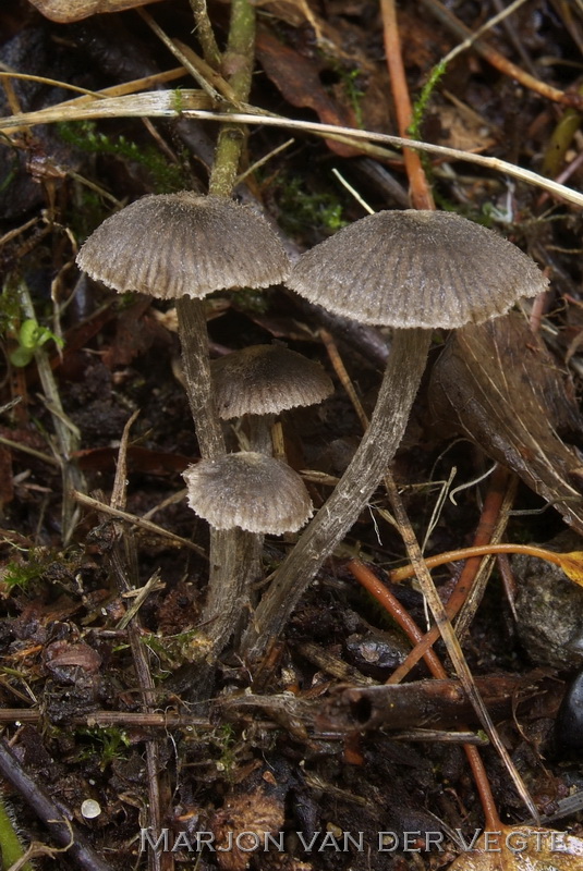 Entoloma pilosum - Entoloma pilosum